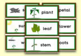 Plant Theme Resources