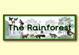 'The Rainforest' Themed Resources