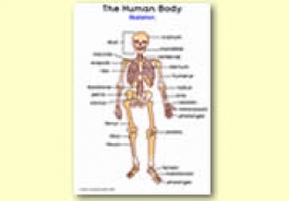 Our Bodies Resources