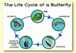 Life Cycle Themed Resources