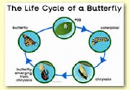 Life Cycle Themed Resources