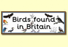 British Bird Themed Resources