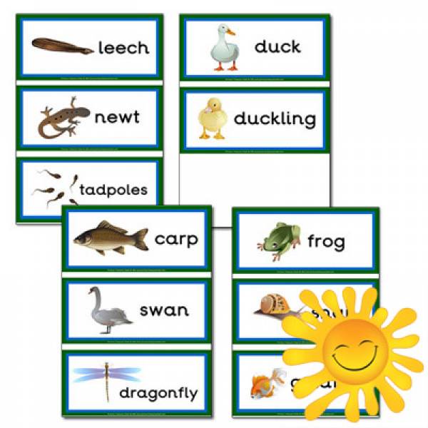 Pond Life Themed Flashcards - Primary Treasure Chest