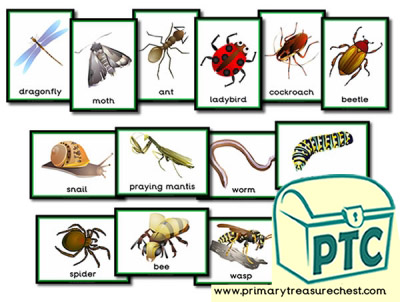 A4 laminated poster What insects can we find in the garden today? Mini beasts 
