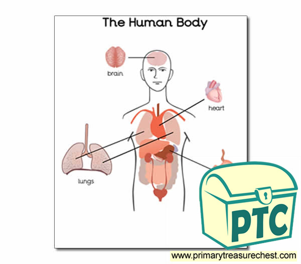 'Organs of the Human Body' poster 