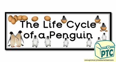 'The Life Cycle of a Penguin' Display Heading/ Classroom Banner