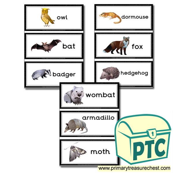 Nocturnal Animal Themed Flashcards
