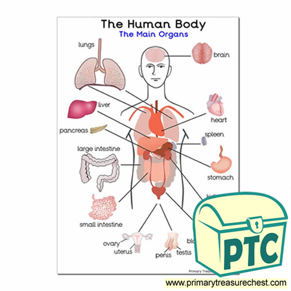 'The Main Organs of the Human Body' A3 Poster
