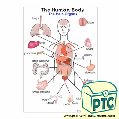 'The Main Organs of the Human Body' A3 Poster
