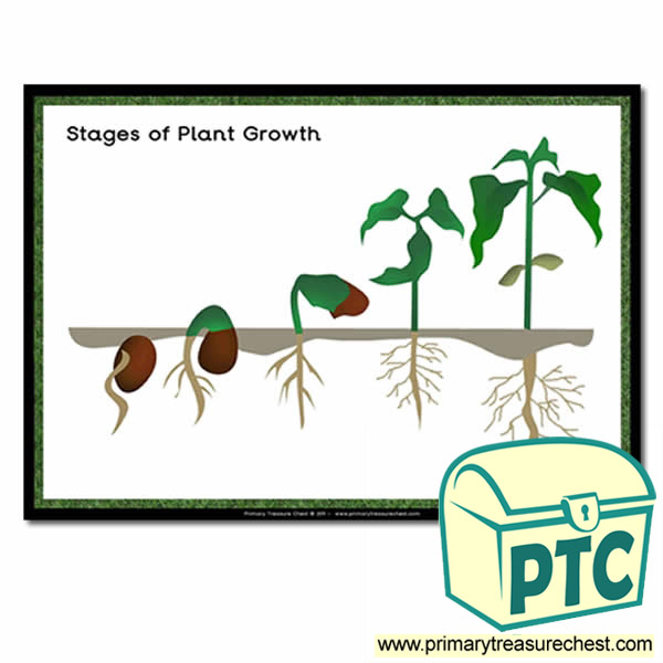 Stages of Plant Growth Poster