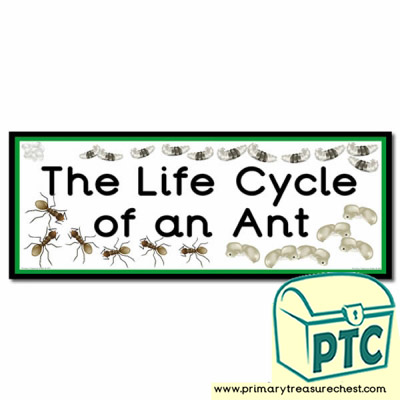 'The Life Cycle of an Ant' Display Heading/ Classroom Banner