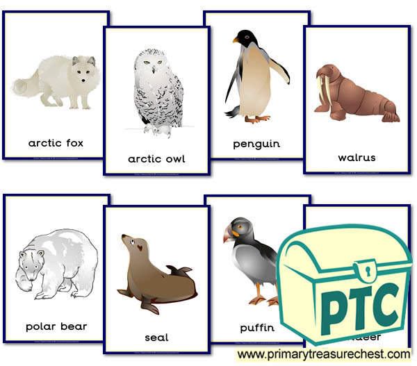 Polar Animal Themed Posters