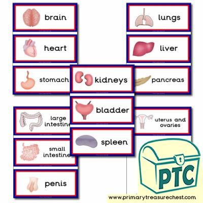 The Main Organs of the Human Body Flashcards