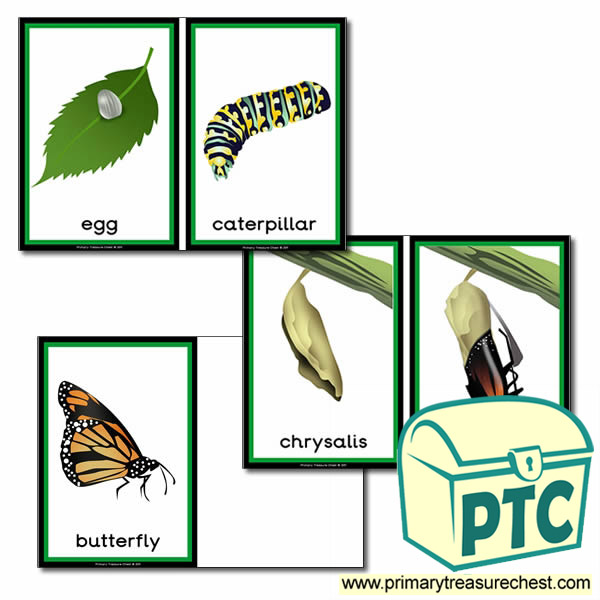 'The Life Cycle of a Butterfly' Sorting Cards
