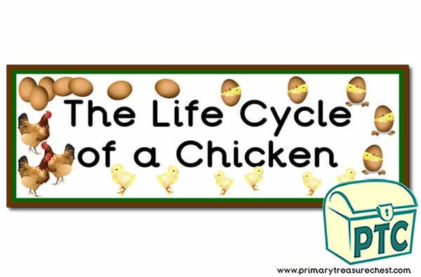 'The Life Cycle of a Chicken' Display Heading/ Classroom Banner