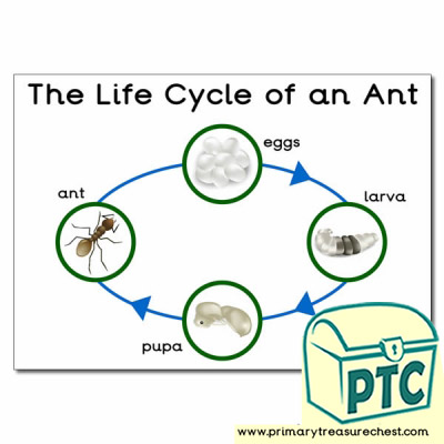 'The Life Cycle of an Ant' Poster