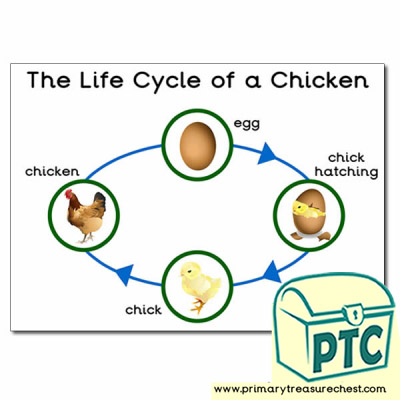 'The Life Cycle of a Chicken' A3 Poster