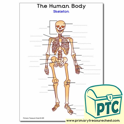 'Human Skeleton' A4 Worksheet
