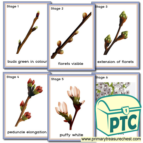 Stages of Bud Development Poster