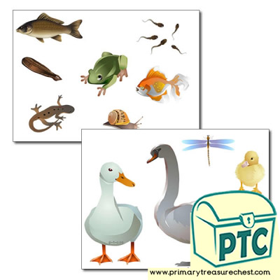 Pond life Storyboard / Cut & Stick Images
