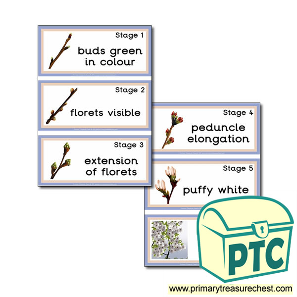 Stages of Bud Development Flashcards