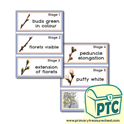 Stages of Bud Development Flashcards