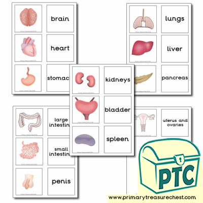 The Main Organs of the Human Body Matching Cards