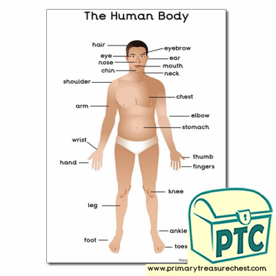 A3 'The Human Body' Poster with Labels