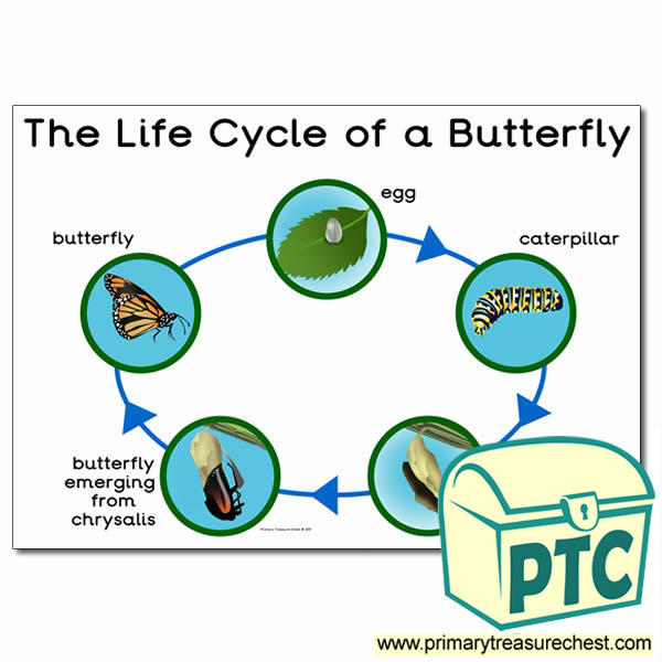 'The Life Cycle of a Butterfly' Poster