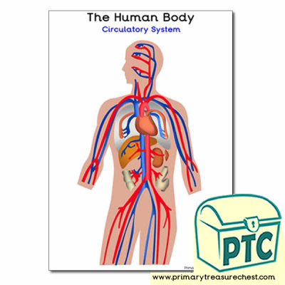 'The Human Body Circulatory System Poster