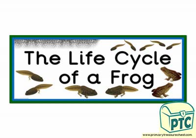 'The Life Cycle of a Frog' Display Heading/ Classroom Banner