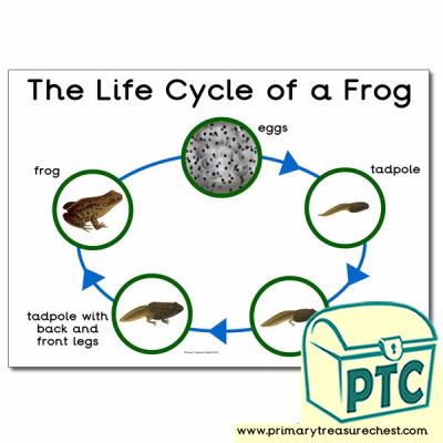 'The Life Cycle of a Frog' Poster