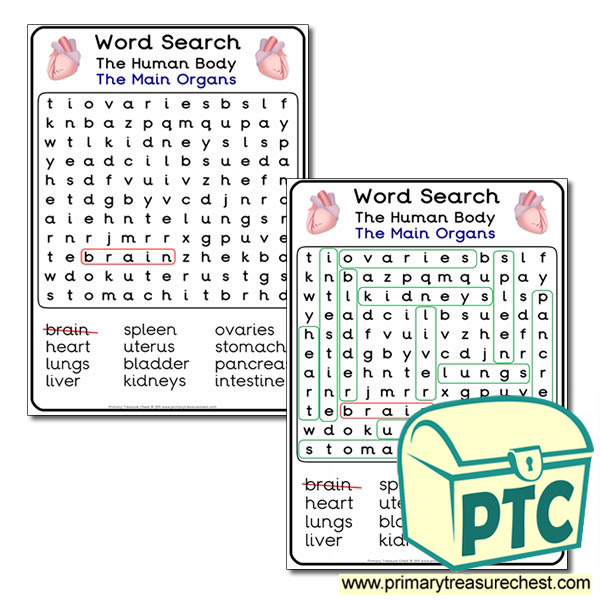 The Main Organs - Word Search
