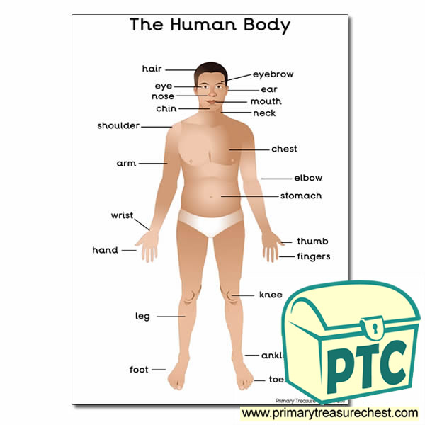 A4 'The Human Body' Poster with Labels