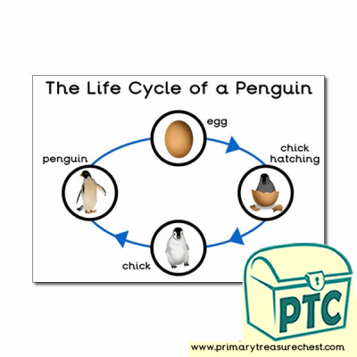 'The Life Cycle of a Penguin' A3 Poster