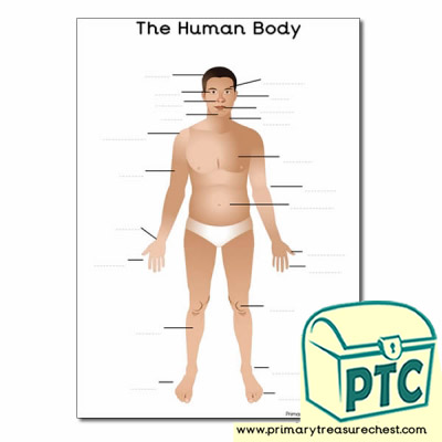 'The Human Body' A4 Worksheet