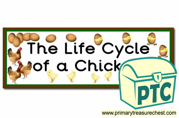 'The Life Cycle of a Chicken' Display Heading/ Classroom Banner