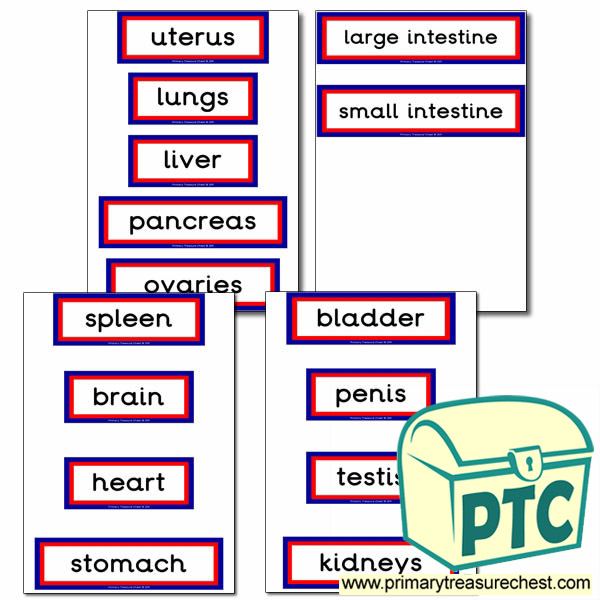 The Main Organs of the Human Body Matching Cards