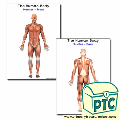 The Muscles of the Human Body Poster