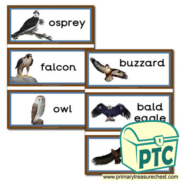 Birds of Prey Themed Flashcards