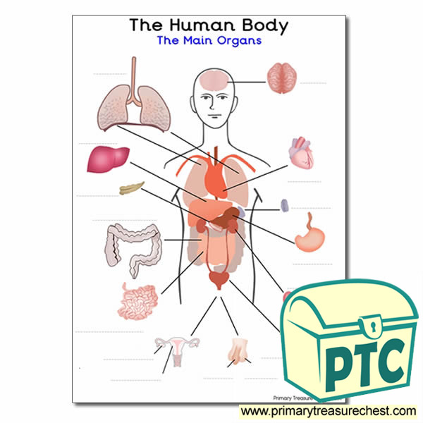 Collection of Organs Worksheet - Bluegreenish