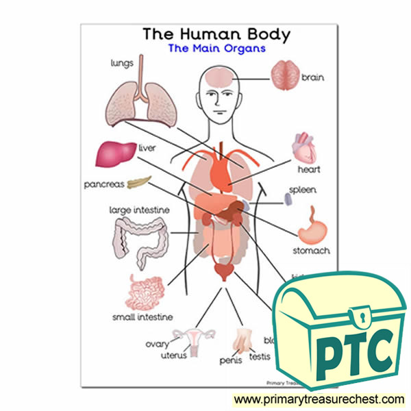 The chest wall is a complex system that provides rigid protection to the vital organs such as the heart, lungs, and liver; 'The Main Organs of the Human Body' A4 Poster - Primary ...